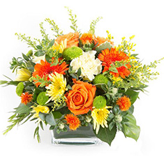 Citrus tin